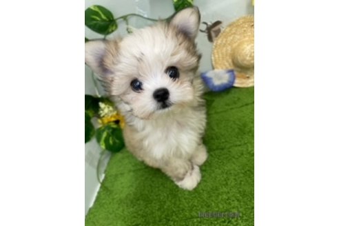 成約済の北海道のミックス犬-253339の16枚目